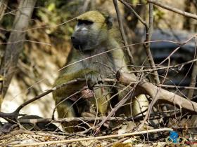 骑在赞比亚 - 维多利亚瀑布旁的狒狒
