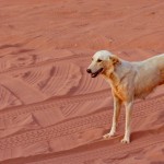 wadi rum (4)
