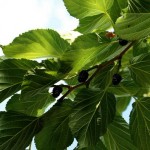riding-in-armenia (13)