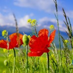 armenia (10)