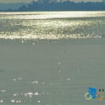 chilika lake (20)