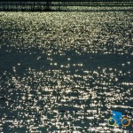 chilika lake (8)