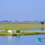 chilika lake (3)