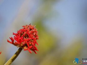 骑在赞比亚 – 路边的一些花儿