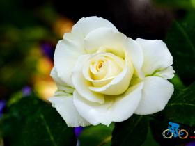 骑在伊朗-那些花儿