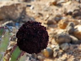 仙人掌花-沙漠之花-骑在吉布提